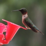 Big Whiteshell Lodge Hummingbird
