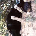 Cute Baby Bear at Big Whiteshell Lodge