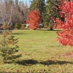 Fall Colours in the Courtyard at Big Whiteshell Lodge