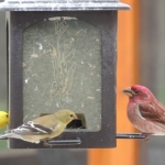 Feeding Finches at Big Whiteshell Lodge