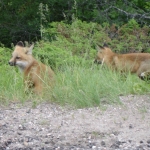 Fox Pups at Big Whiteshell Lodge