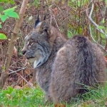 Lynx at Big Whiteshell Lodge