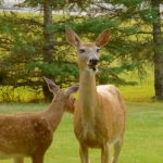Mom & Bambi at Big Whiteshell Lodge