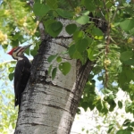 Woodpecker at Big Whiteshell Lodge
